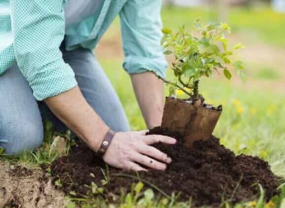 Person planting a tree provided by the Horticultural DNA website